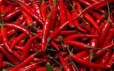 red chillies20170114171322_l